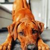 Adorable Ridgeback paint by number