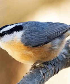 Adorable Nuthatch paint by number