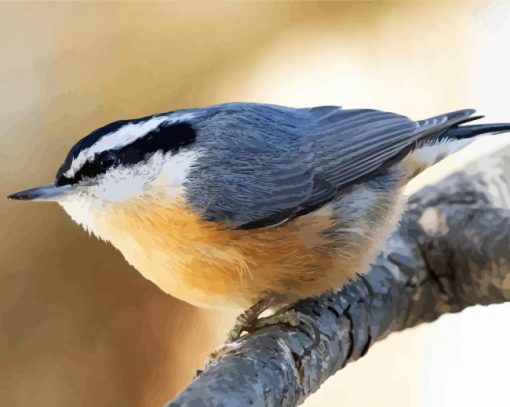 Adorable Nuthatch paint by number