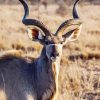 Aesthetic Kudu paint by number