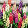 Aesthetic Lupins paint by numbers