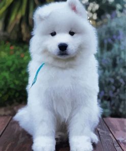 Aesthetic Samoyed paint by number