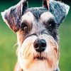 Aesthetic Schnauzer paint by numbers