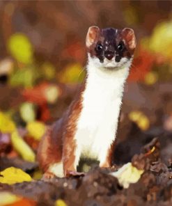 Aesthetic Stoat Animal paint by numbers