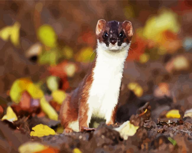 Aesthetic Stoat Animal paint by numbers