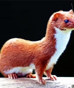 Aesthetic Weasel Animal paint by numbers