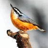 Aesthetic Beautiful Nuthatch Bird paint by number