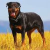 Aesthetic Black Rottweiler paint by numbers