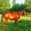 Aesthetic Brown Mare paint by numbers