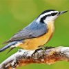 Aesthetic Nuthatch Bird paint by numbers