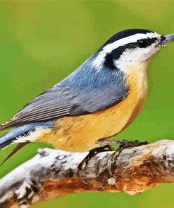 Aesthetic Nuthatch Bird paint by numbers