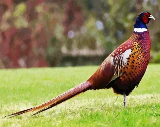 Aesthetic Pheasant Bird paint by number