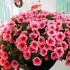 Aesthetic Pink Petunias paint by numbers