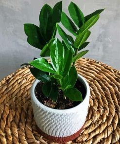 Äesthetic Plant Zamioculcas paint by numbers