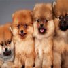Aesthetic Pomeranian Dogs paint by number