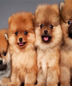 Aesthetic Pomeranian Dogs paint by number