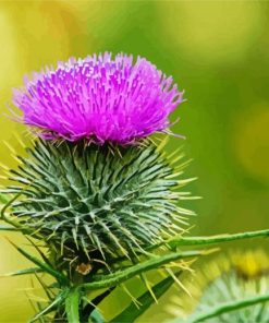 Aesthetic Scottish Thistle paint by number