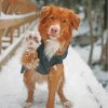 Aesthetic Toller Dog Illustration paint by numbers