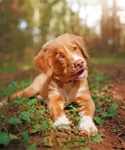Aesthetic Toller Puppy paint by numbers