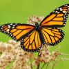 Aesthetic Monarch Butterfly paint by number