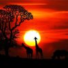African Animals Sunset paint by numbers