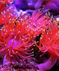 Anemones Pink paint by numbers
