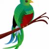 Art Quetzal Bird paint by numbers