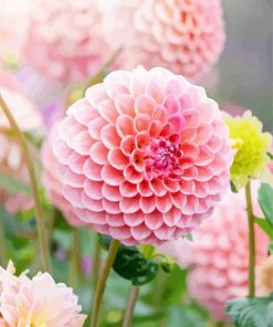 Baby Pink Dahlias Flower paint by number