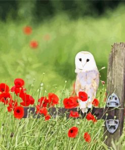 Barn Owl And Poppies paint by numbers