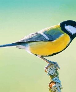Aesthetic Parus Bird paint by number
