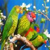 Beautiful Birds paint by number