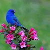 Beautiful Blue Bird And Flowers paint by number