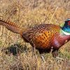 Beautiful Pheasant paint by number