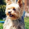Beige Yorkshire Terrier paint by numbers
