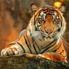 Bengal Tiger Animal paint by number