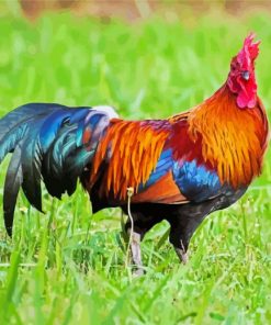 Bird Rooster paint by number