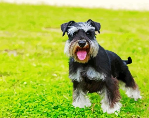Black Schnauzer paint by number