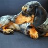 Black And Brown Doxie Daschsund paint by number