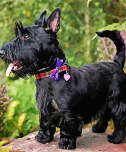 Black Scottish Terriers paint by number