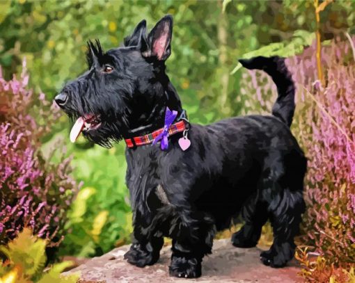 Black Scottish Terriers paint by number