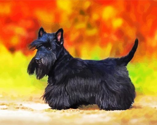 Black Scottish Terrier Puppy paint by number