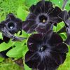 Black Petunias paint by numbers