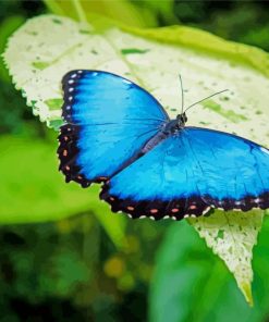 Blue Butterfly paint by number