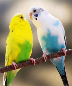 Blue And Green Budgerigars paint by numbers