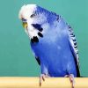 Blue Budgerigar paint by number
