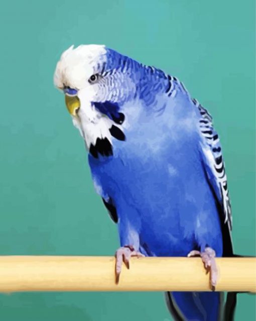 Blue Budgerigar paint by number
