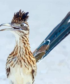 Blue Tailed Roadrunner paint by number