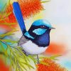 Blue Wren Bird paint by numbers