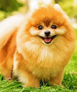 Brown Pomeranian paint by number