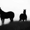 Brumbies Silhouette paint by number